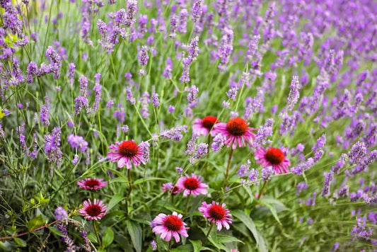 Echinacea Lavendar Tea - 20 Bags